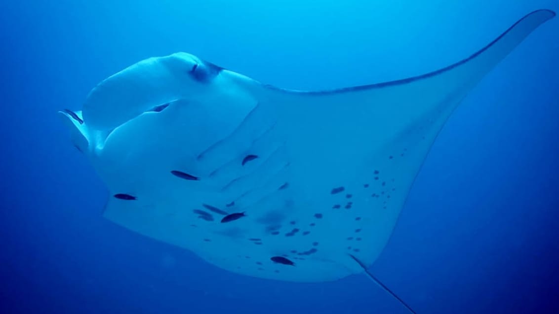 Der er jævnlige besøg af mantarays i Maldiverne