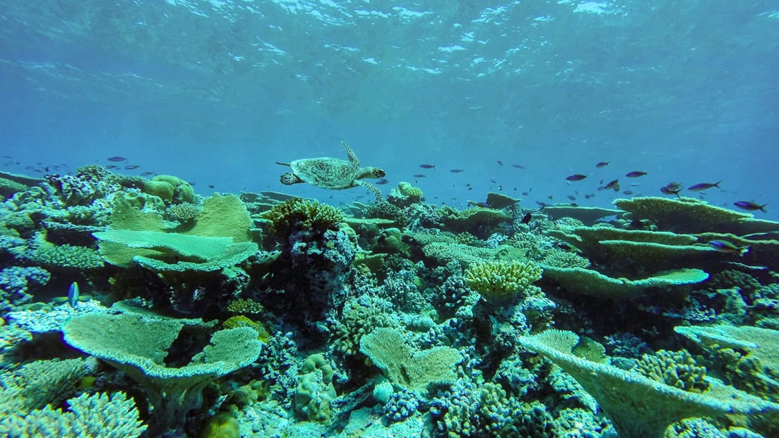 Er du heldig oplever du havskildpadder mellem korallerne
