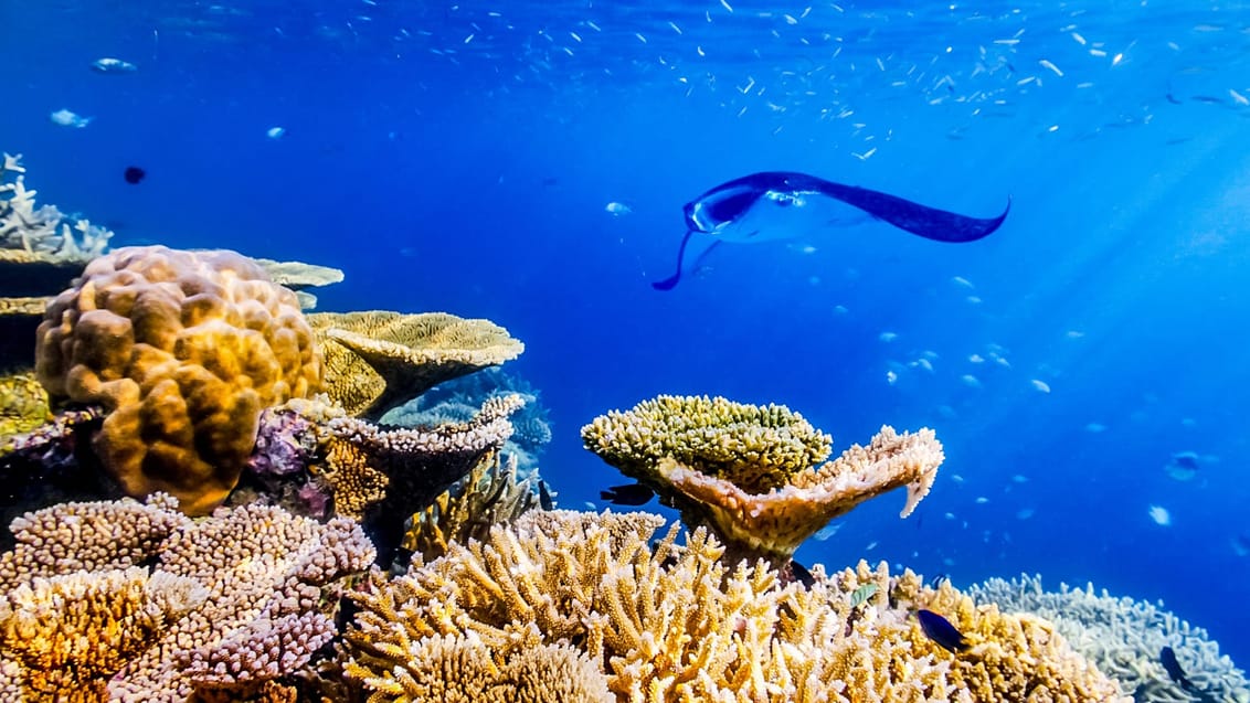 Oplev det smukke koralrev - måske er du heldig at spotte en mantarokker