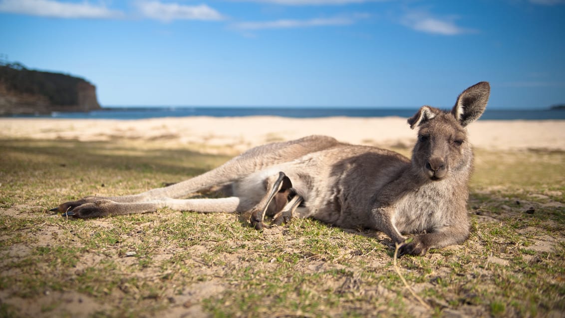 Mor Kænguru, Australien