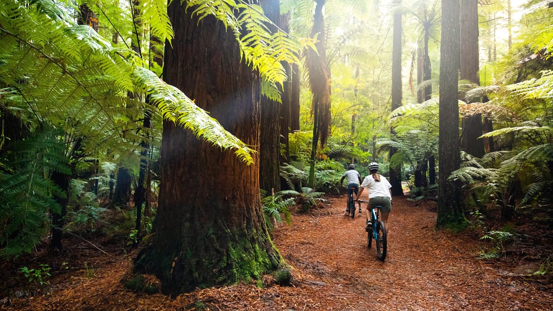 Mountainbiking i Whakarewarewa Forest ved Rotorua