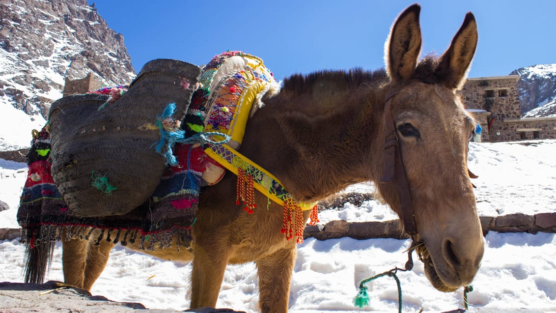 Mylddyr I Atlasbjergene, Mt. Toubkal, Marokko