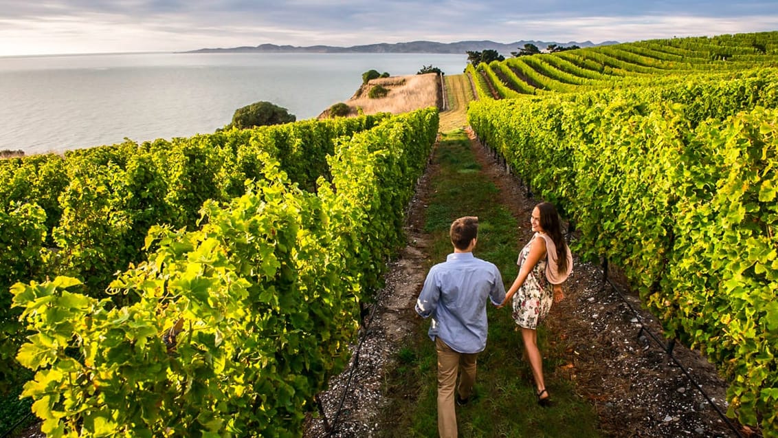 Nyd de smukke vingårde og smag på den gode vin ved Blenheim i Marlborough