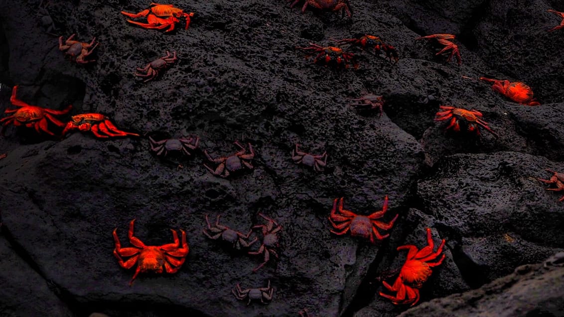 San Cristobal, Røde krabber, Ecuador