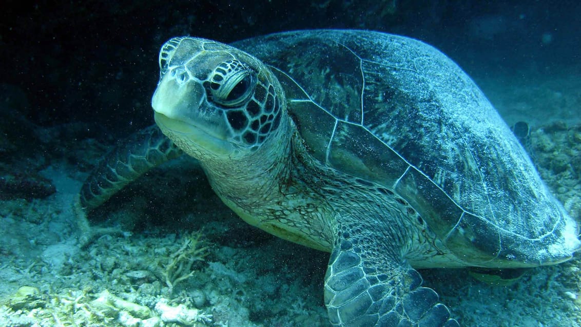 Skildpadde Filippinerne