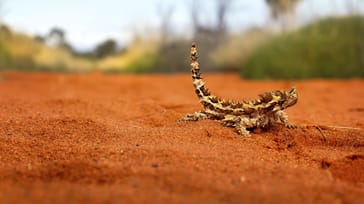 Thorny Devil, Outback, Australien