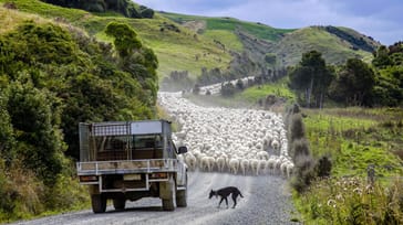 Med et Working holiday kan du både rejse og arbejde dig gennem New Zealand