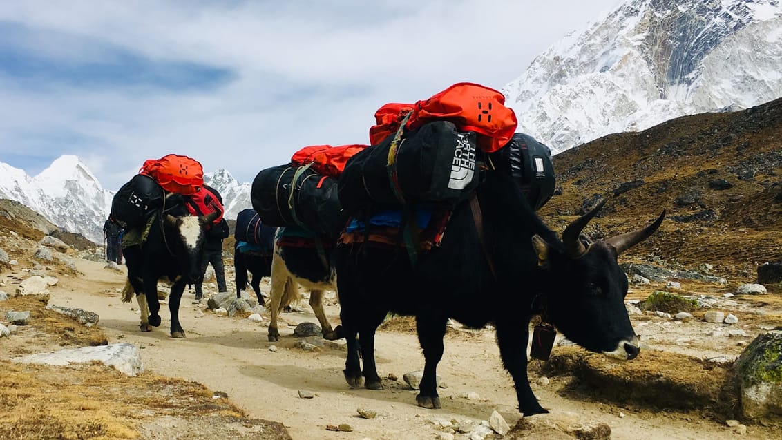 yak, everest