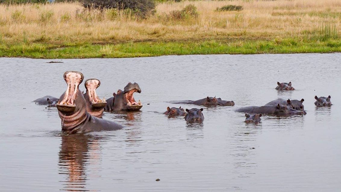 Flodheste i Moremi Nationalpark - vi kommer helt tæt på