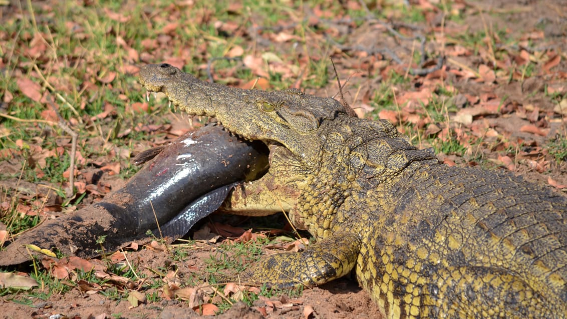 En krokodille har fanget en stor lækker fisk i Chobe Nationalpark