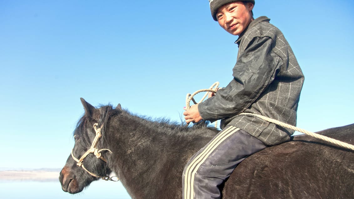 hest mongoliet