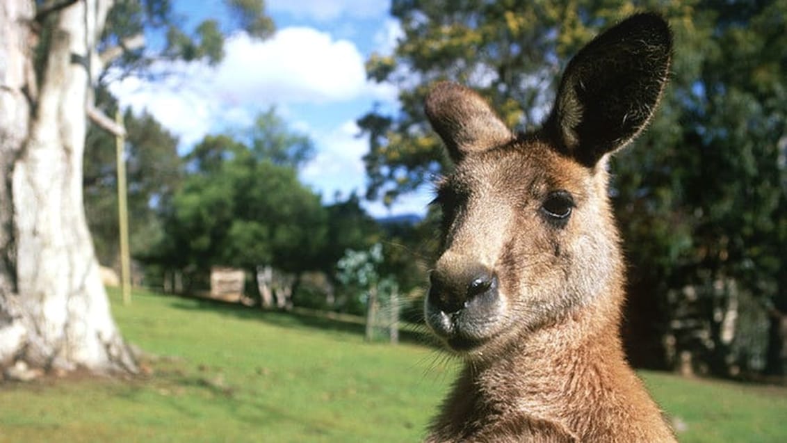 Kænguru, Australien