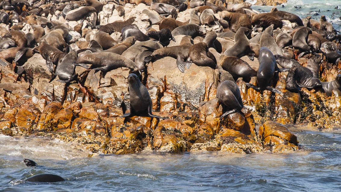 Mossel bay seal island