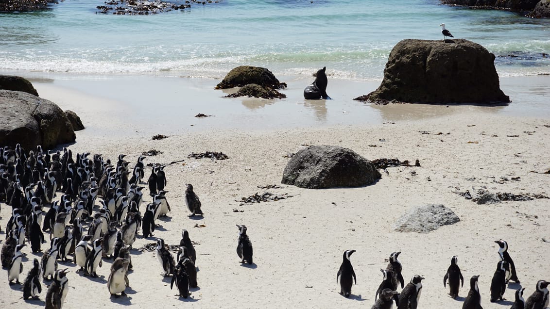 Pingviner Cape Town