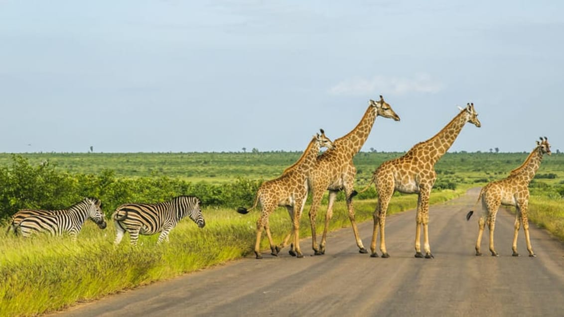 Safari sydafrika