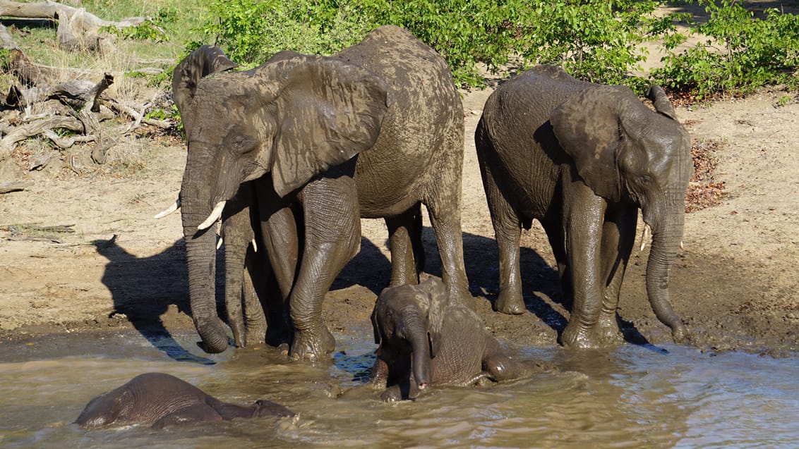 Safari Kruger Nationalpark, Sydafrika