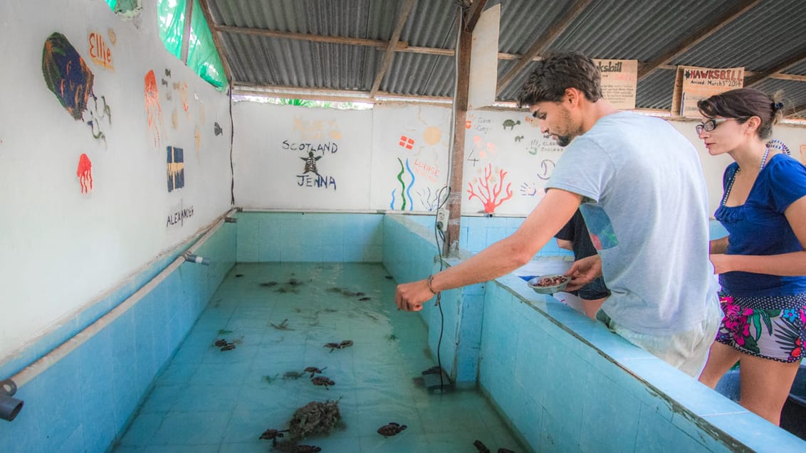 Skildpadde projekt, Indonesien