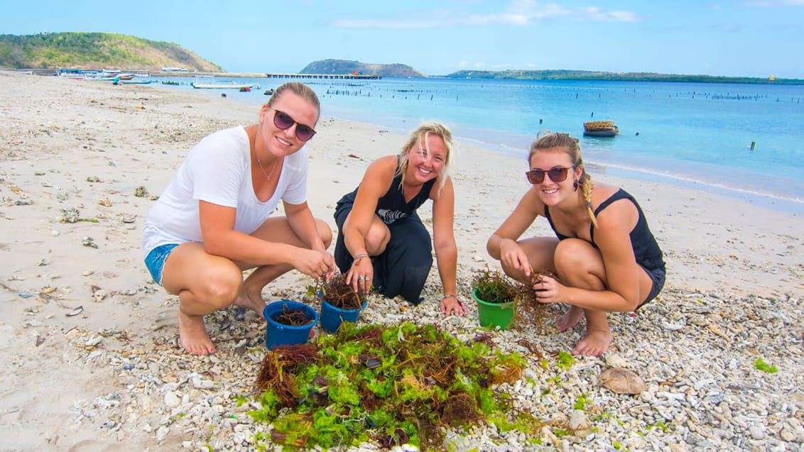 Skildpadde projekt, Indonesien