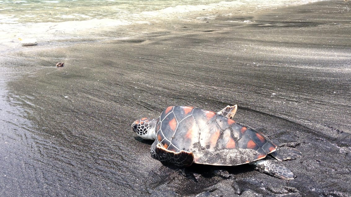 Skildpadde projekt, Indonesien