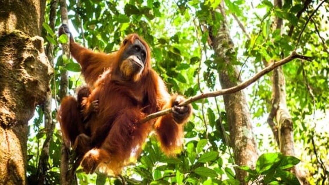 Sumatra - Bukit Lawang - Orangutang