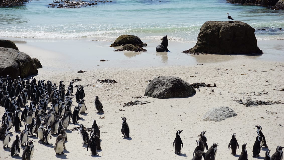 Sydafrika pingvin