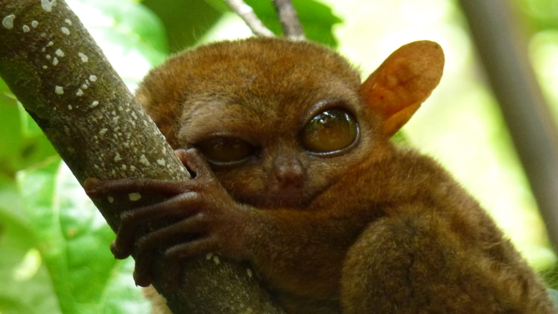 Tarsier Sanctuary Bohol