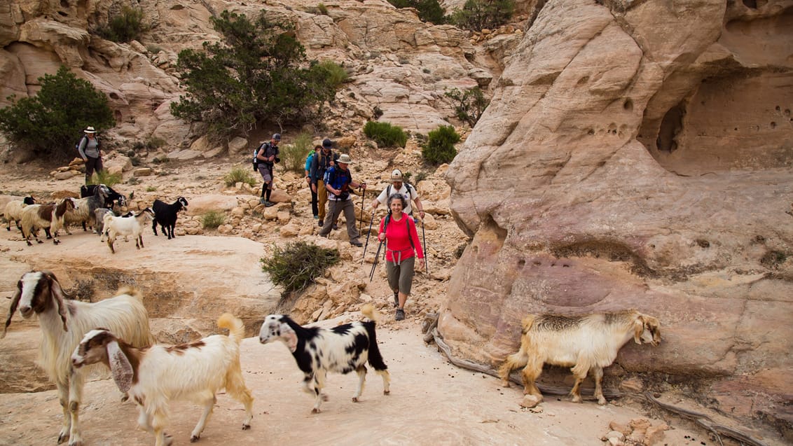 Trekking i Jordan - Furon til Ghbour Whedat