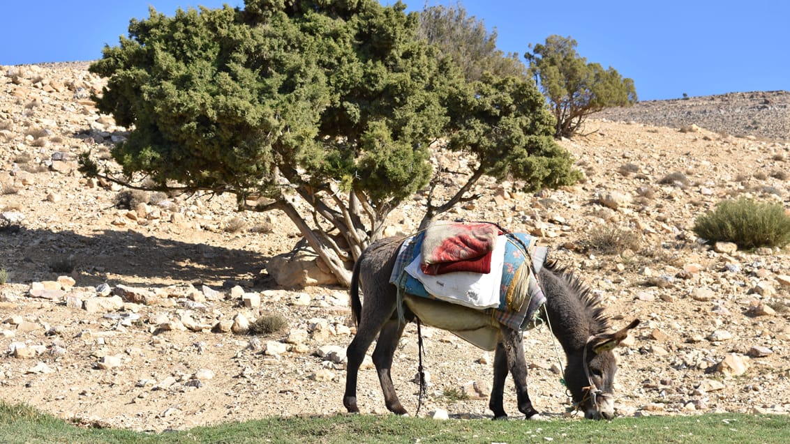 Trekking i Jordan - Wadi Ghuweir - Furon