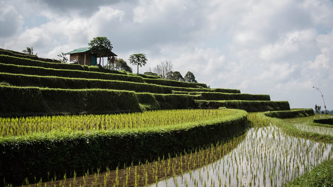 ubud ris