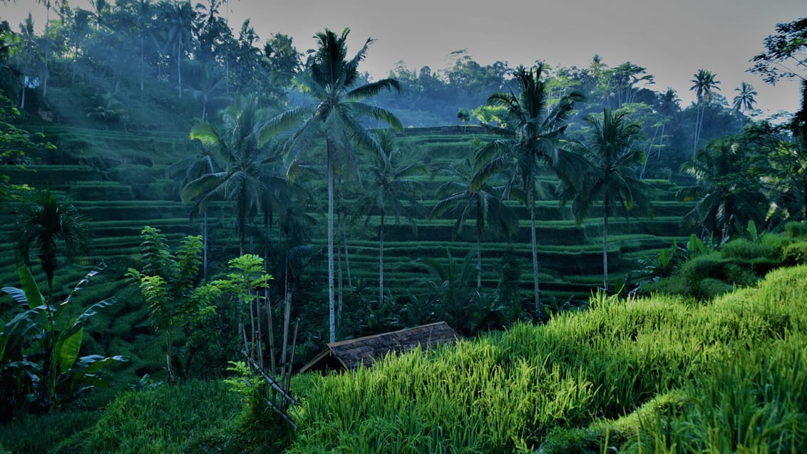 ubud ris