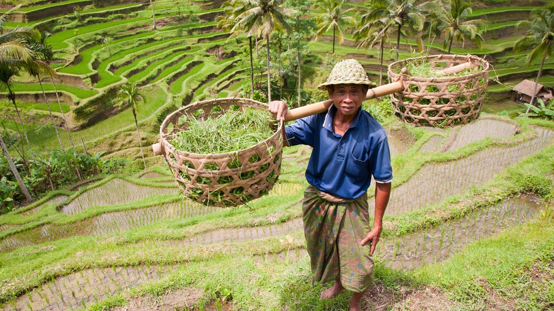 ubud risfarmer