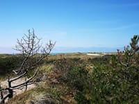 Vandring i Husby Klitplantage Vandring i Husby Klitplantage