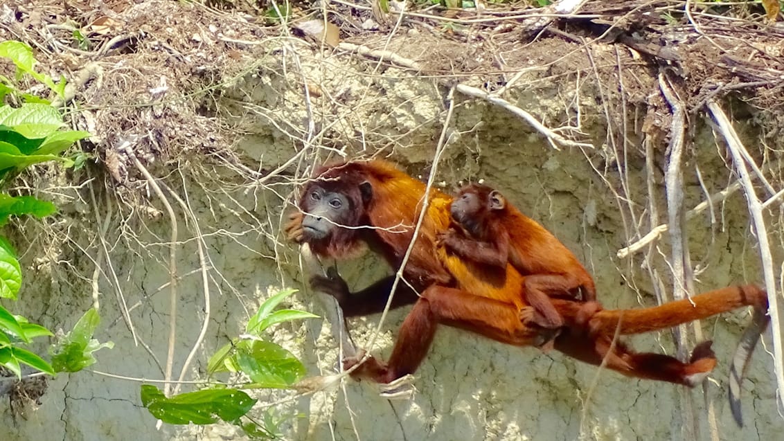 aber, Manu National park, Peru