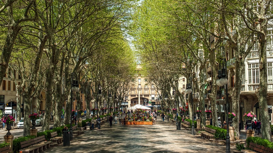 Boulevard Born i Palma, Mallorca, Spanien