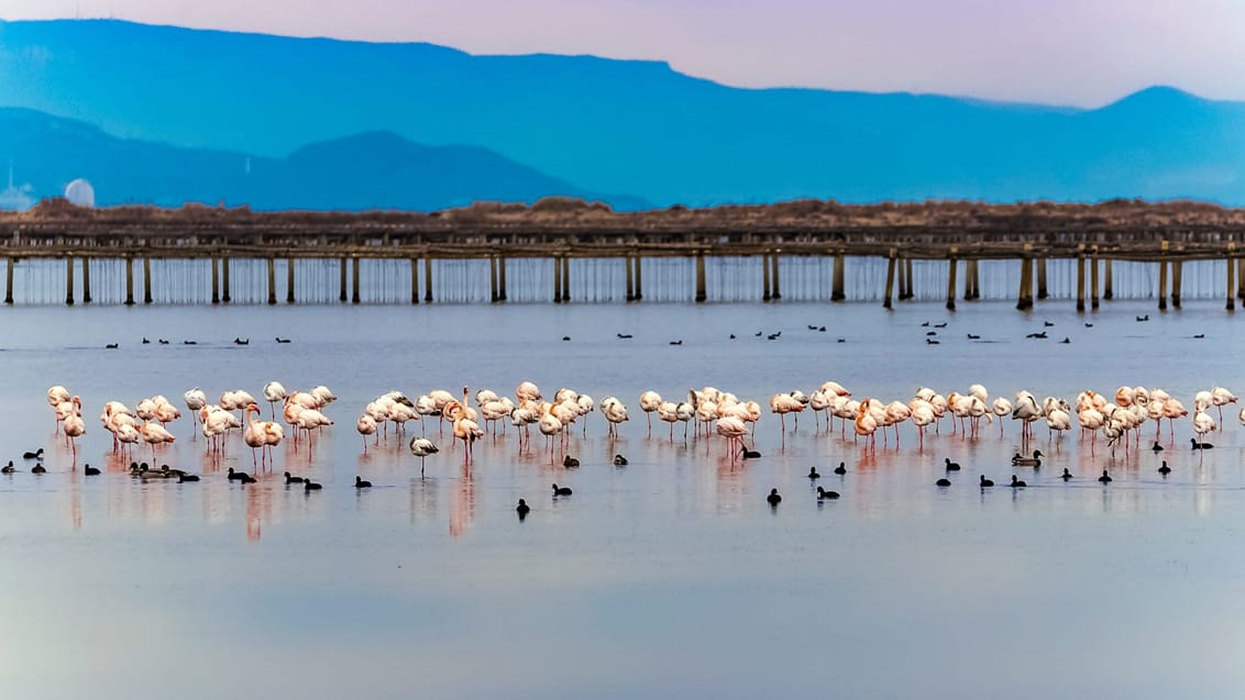 Oplev de lyserøde flamingoer omkring Ebro Deltaet
