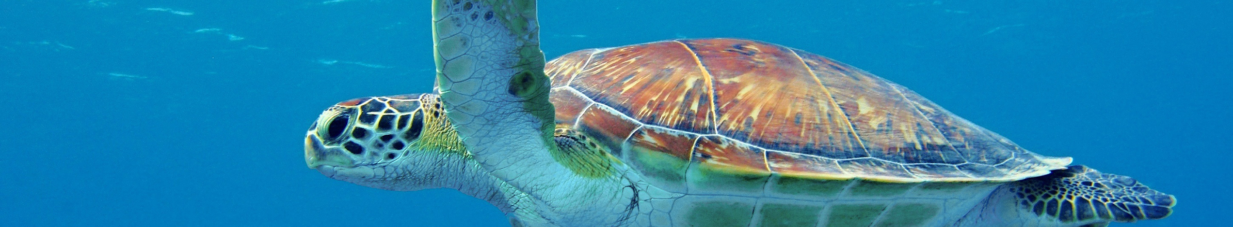 Frivilligt arbejde med havskildpadder i Grækenland