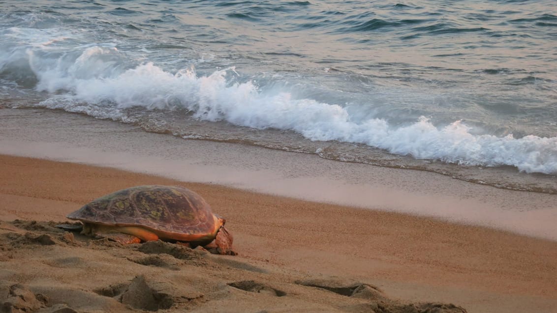 Frivilligt arbejde med havskildpadder i Grækenland
