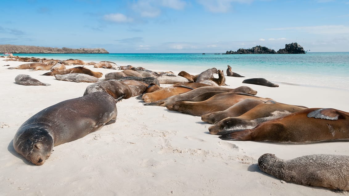 Galapagos