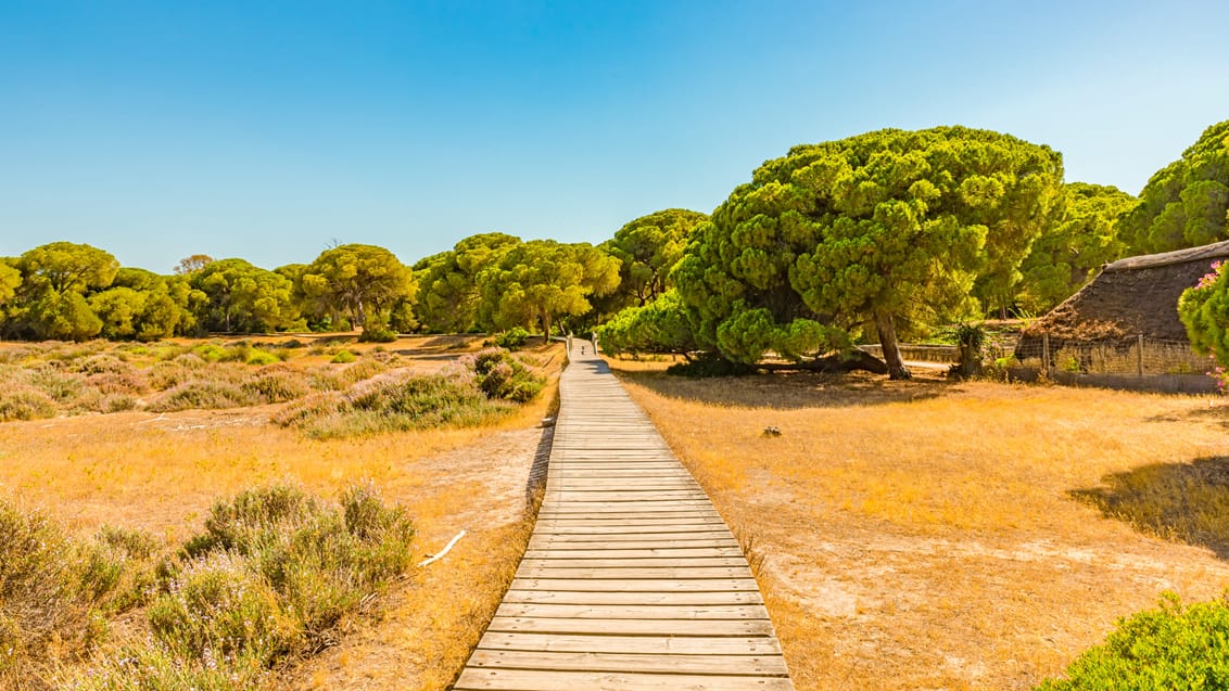 Gangsti i Donana National Park ved Sevilla, Spanien