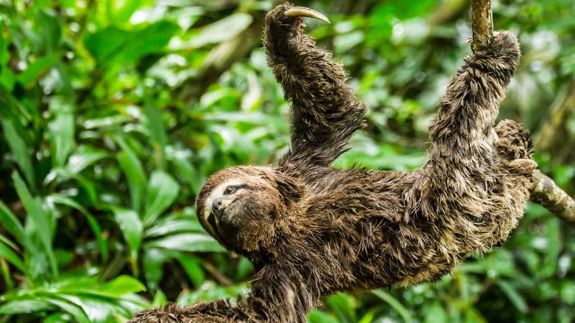 Peru, Amazonas