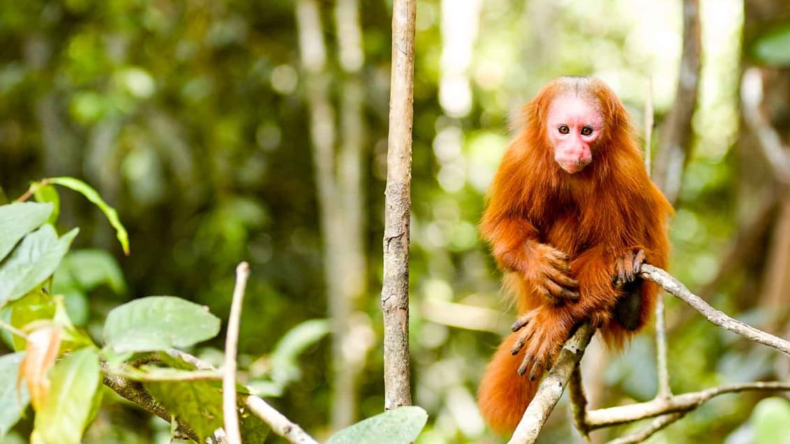 Peru, Amazonas