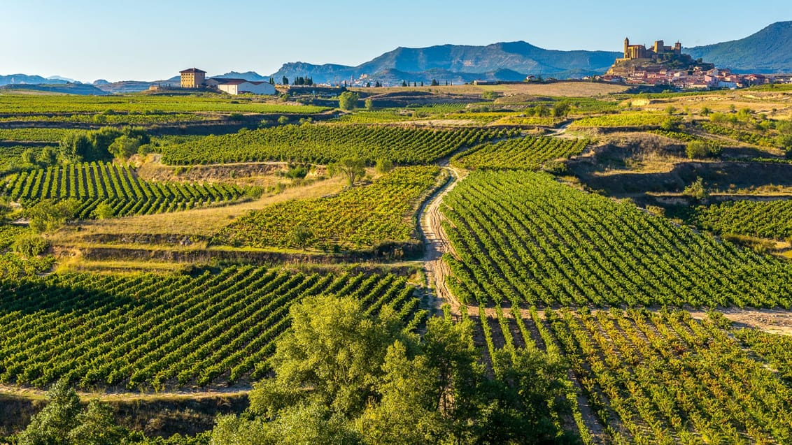 Kør forbi de flotte vinmarker på din togrejse