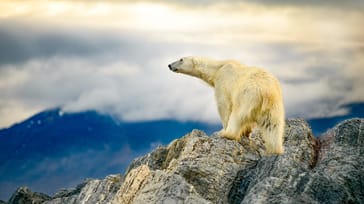 Tag med Jysk Rejsebureau på eventyr til Svalbard
