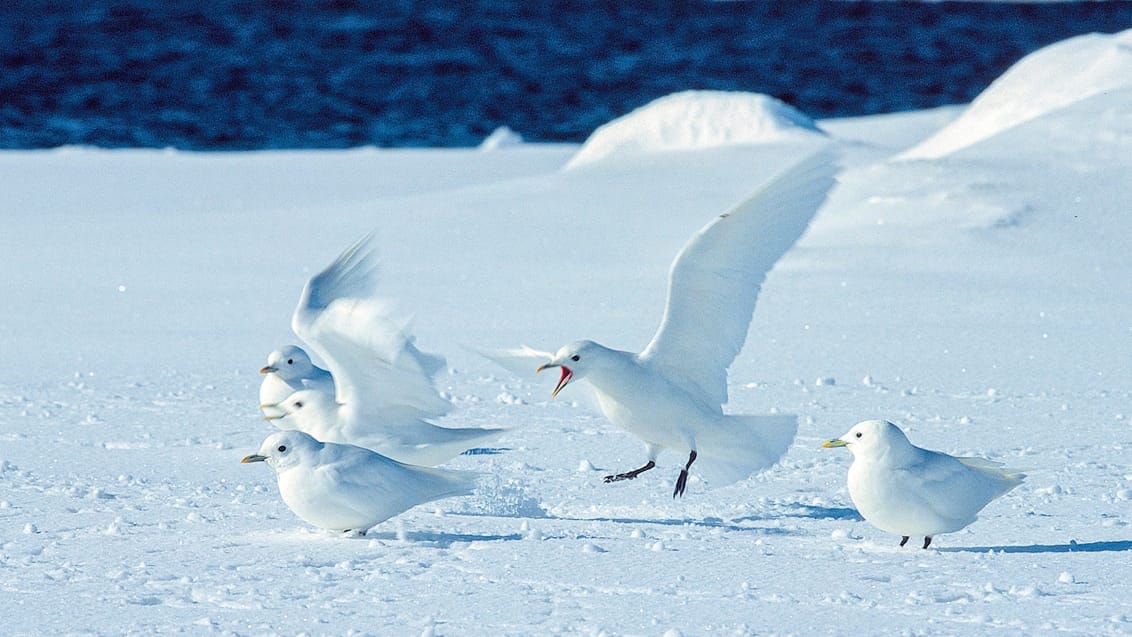 Tag med Jysk Rejsebureau på eventyr til Svalbard