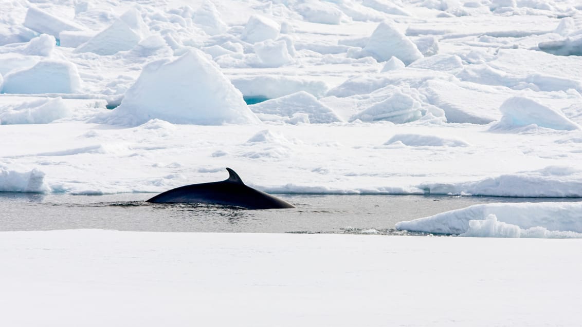 Tag med Jysk Rejsebureau på eventyr til Svalbard