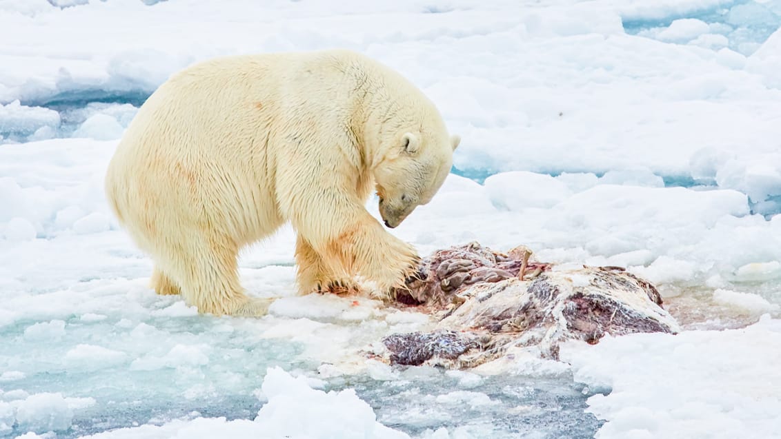 Tag med Jysk Rejsebureau på eventyr til Svalbard