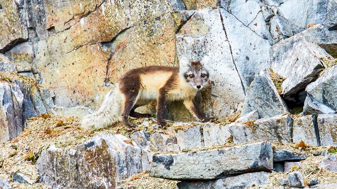 Tag med Jysk Rejsebureau på eventyr til Svalbard