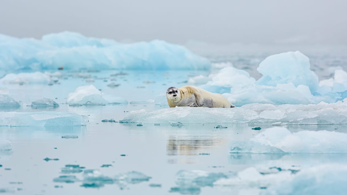 Tag med Jysk Rejsebureau på eventyr til Svalbard