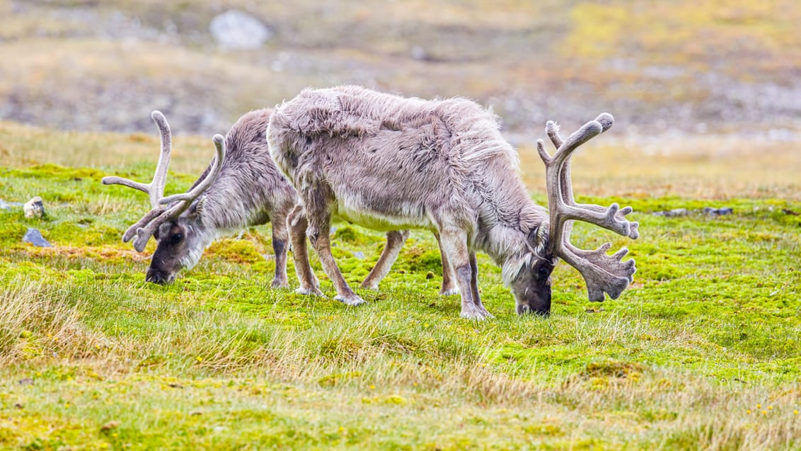 Tag med Jysk Rejsebureau på eventyr til Svalbard