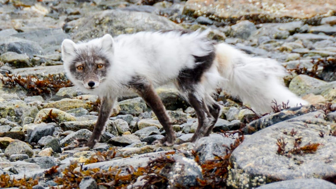 Tag med Jysk Rejsebureau på eventyr til Svalbard